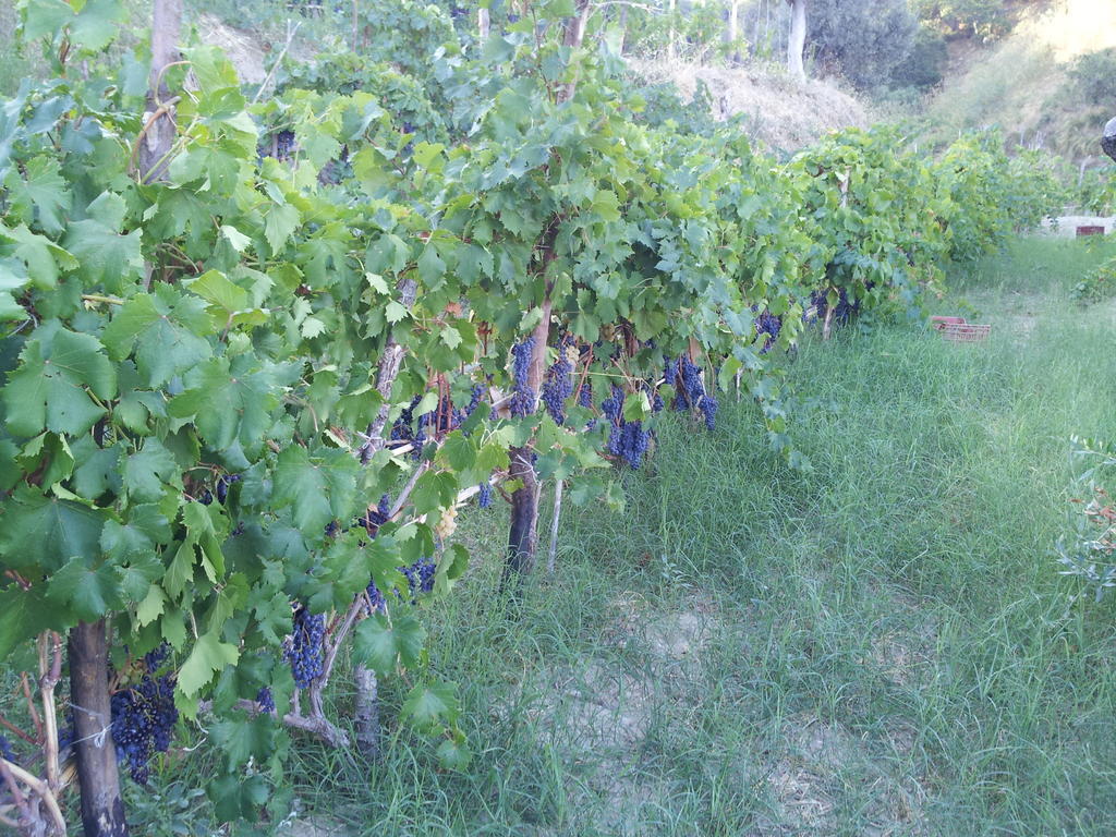 Il Giardino Di Ausonia Bed & Breakfast Reggio di Calabria Bagian luar foto